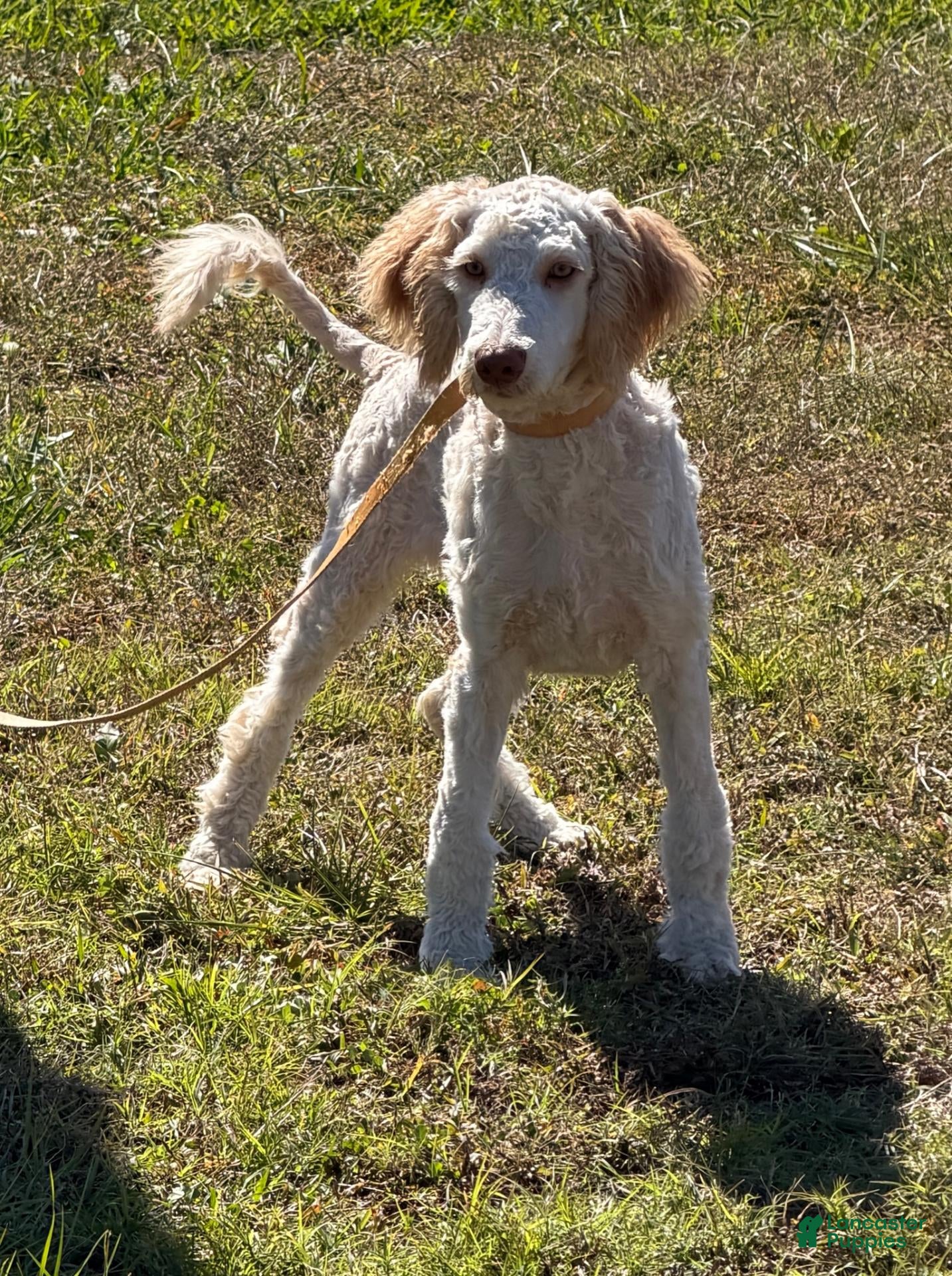 Miniature Labradoodle dogs for sale: Sunshine - Ad 39