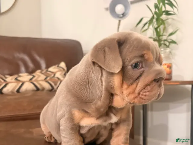 English Bulldog dogs for sale: English Bulldog 1 - Ad 6