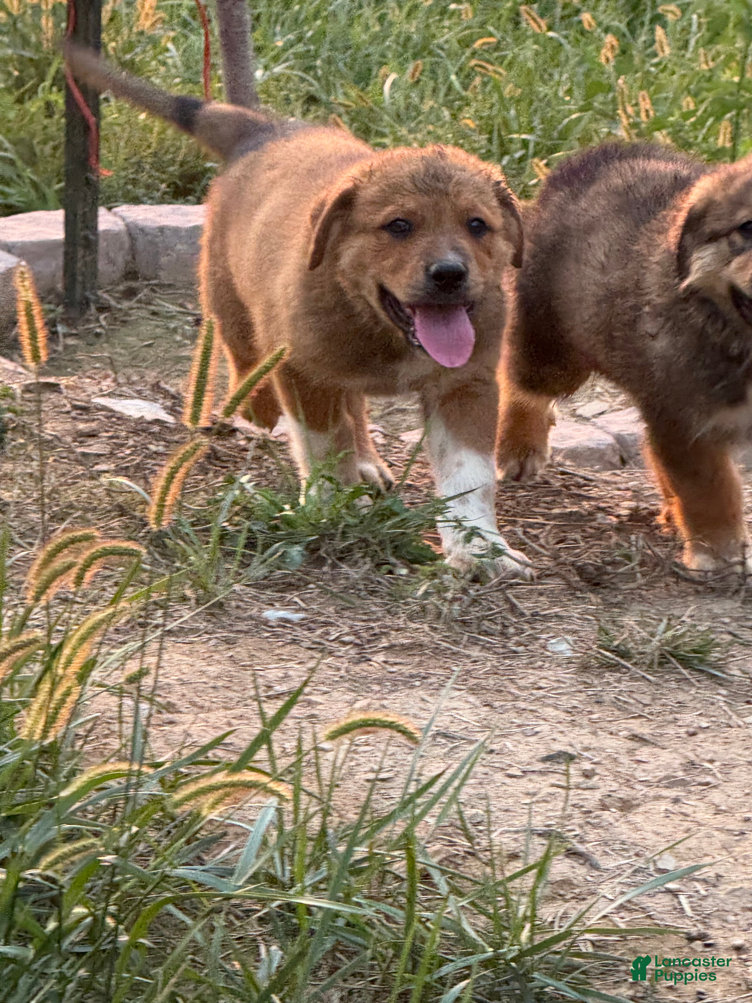 Mixed Breed dogs Sitka - Ad 1