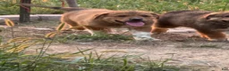 Mixed Breed dogs for sale: Sitka - Ad 1