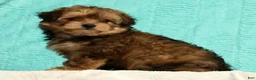 Pomapoo dogs for sale: Penny - Ad 8