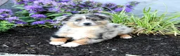 Australian Shepherd dogs for sale: Rhoda - Ad 5