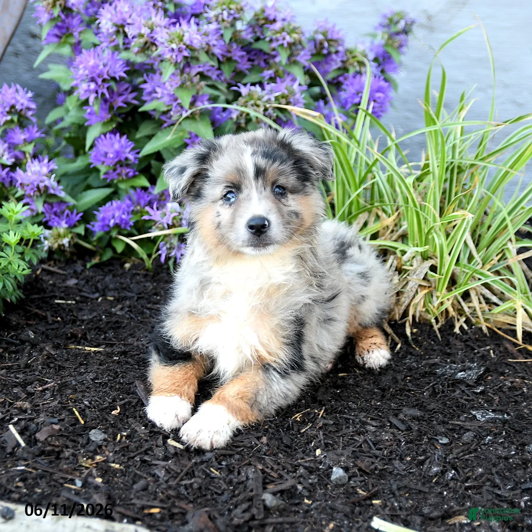 Australian Shepherd dogs for sale: Rhoda - Ad 5