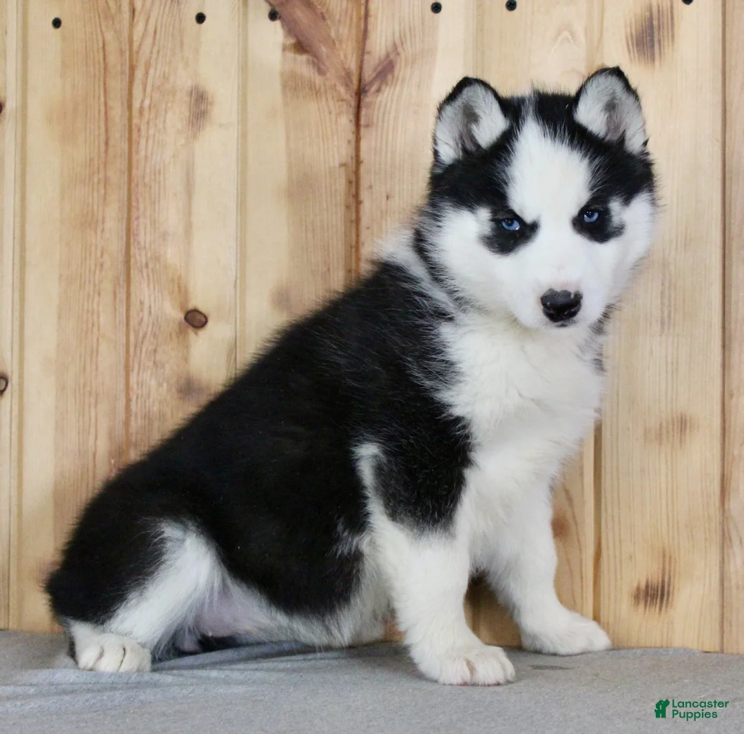 Siberian Husky dogs for sale: Violet - Ad 3