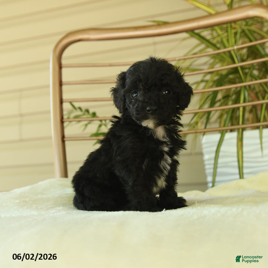 Miniature Poodle dogs Quinton - Ad 1