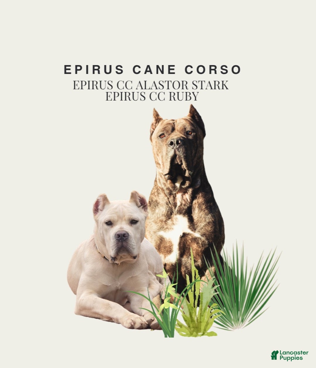 Cane Corso dogs for sale: Black female cane corso - Ad 2