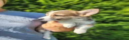 Welsh Corgi Pembroke dogs for sale: Fox - Ad 3