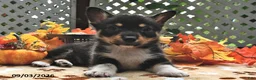 Welsh Corgi Pembroke dogs for sale: Benny  - Ad 3