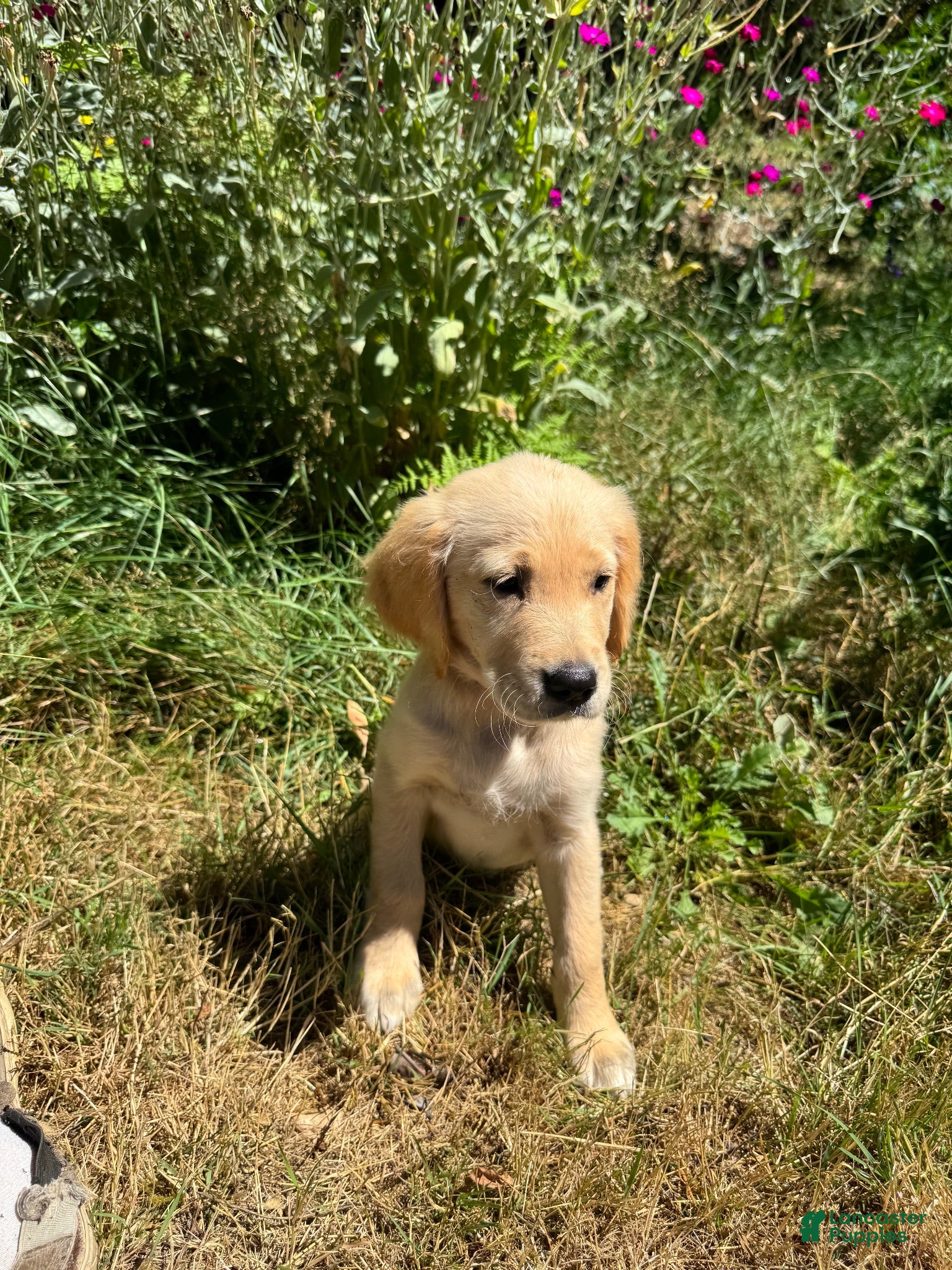 Golden Retriever dogs Golden Retriever 2 - Ad 1