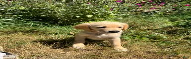 Golden Retriever 2