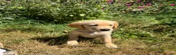 Golden Retriever dogs for sale: Golden Retriever 2 - Ad 1