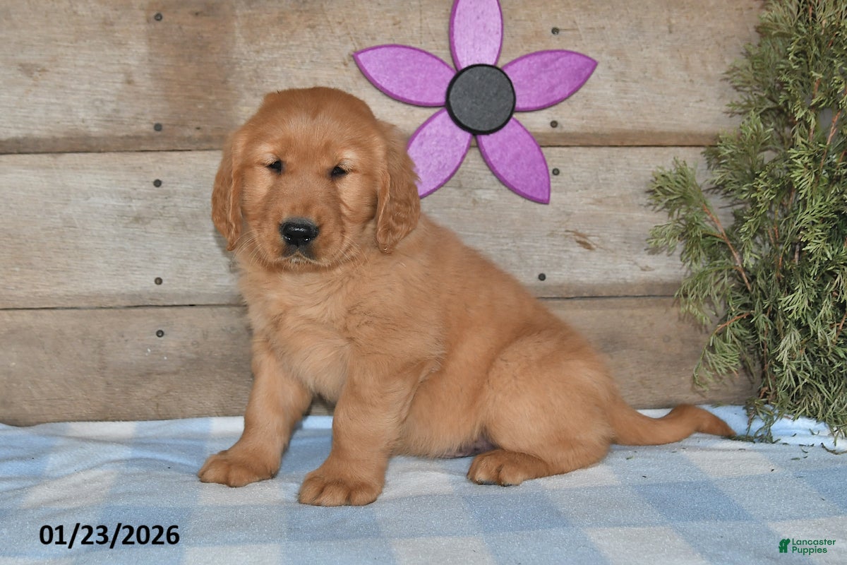 Golden Retriever dogs for sale: Buddy - Ad 4