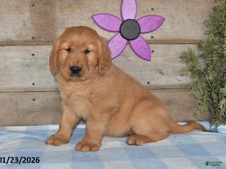 Golden Retriever dogs for sale: Buddy - Ad 4