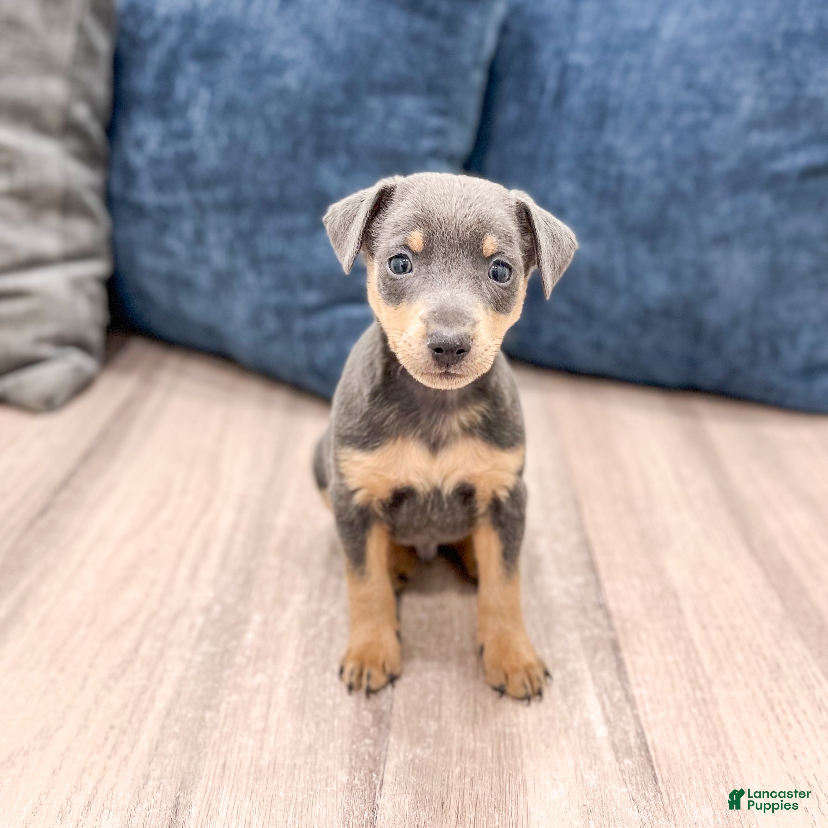 Miniature Pinscher dogs Caden - Ad 1
