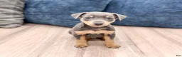 Miniature Pinscher dogs for sale: Caden - Ad 1