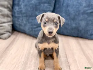 Miniature Pinscher dogs for sale: Caden - Ad 4