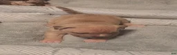 American Bully dogs for sale: American Bully 3 - Ad 1