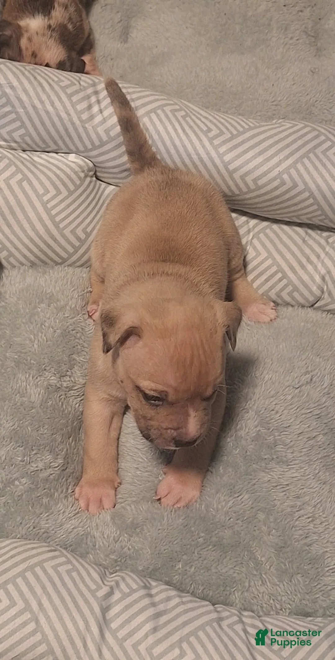 American Bully dogs for sale: American Bully 3 - Ad 1