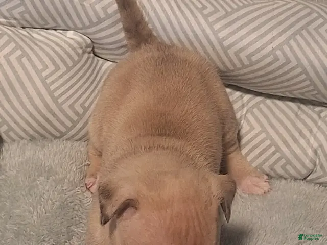 American Bully dogs for sale: American Bully 3 - Ad 1