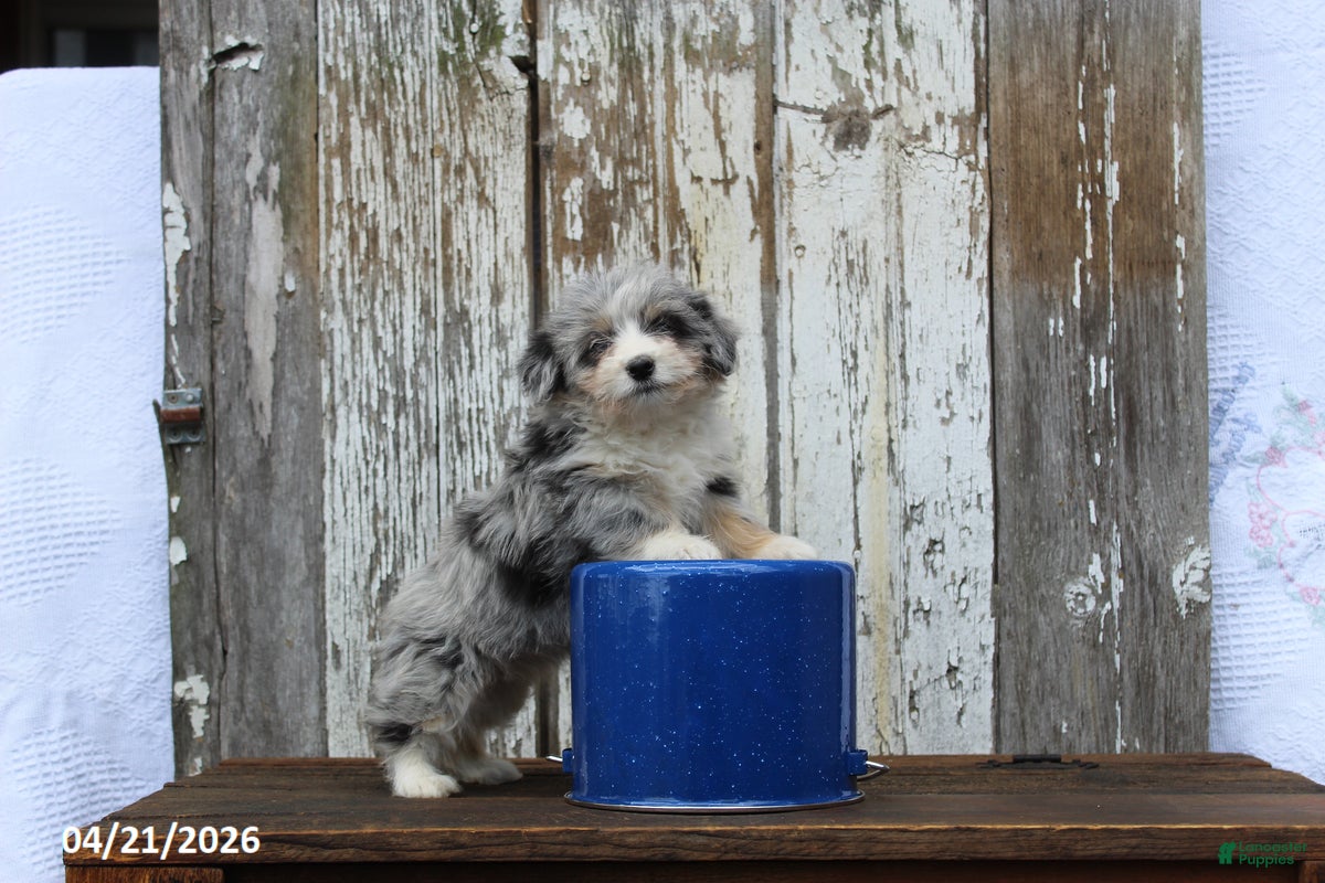 Corgipoo dogs Dolly - Ad 1