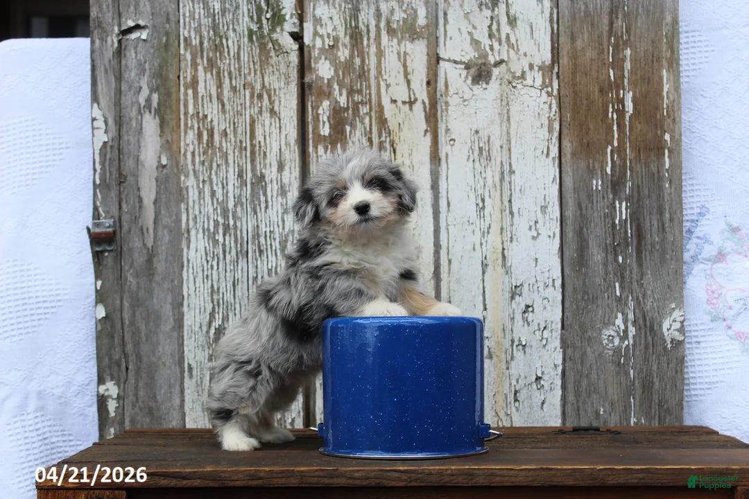 Corgipoo dogs for sale: Dolly - Ad 1