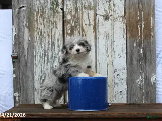 Corgipoo dogs for sale: Dolly - Ad 2