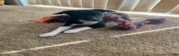 Rat Terrier dogs for sale: Abe - Ad 6