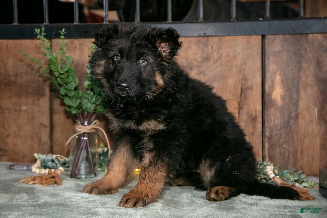 German Shepherd dogs for sale: Noah - Ad 1