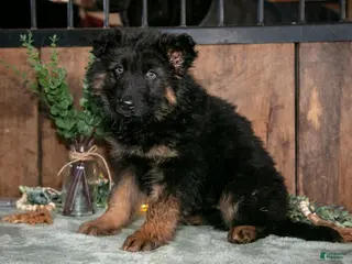 German Shepherd dogs for sale: Noah - Ad 4