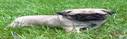 Pug dogs for sale: Remmy - Ad 4