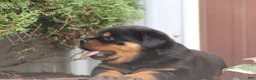 Rottweiler dogs for sale: France  - Ad 2