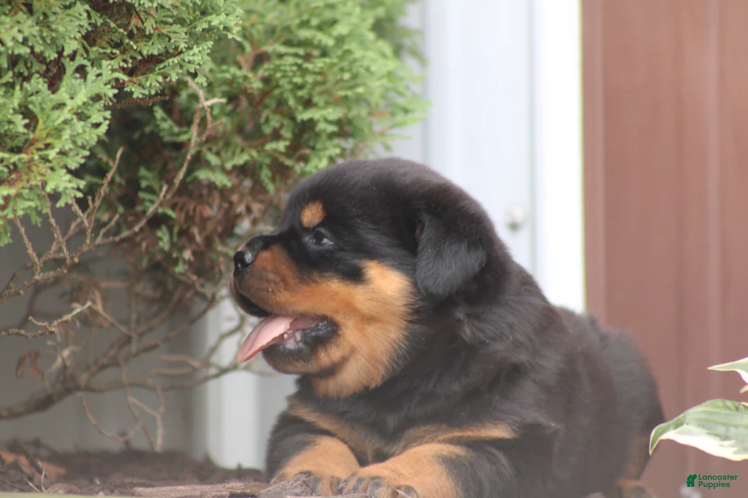 Rottweiler dogs for sale: France  - Ad 2