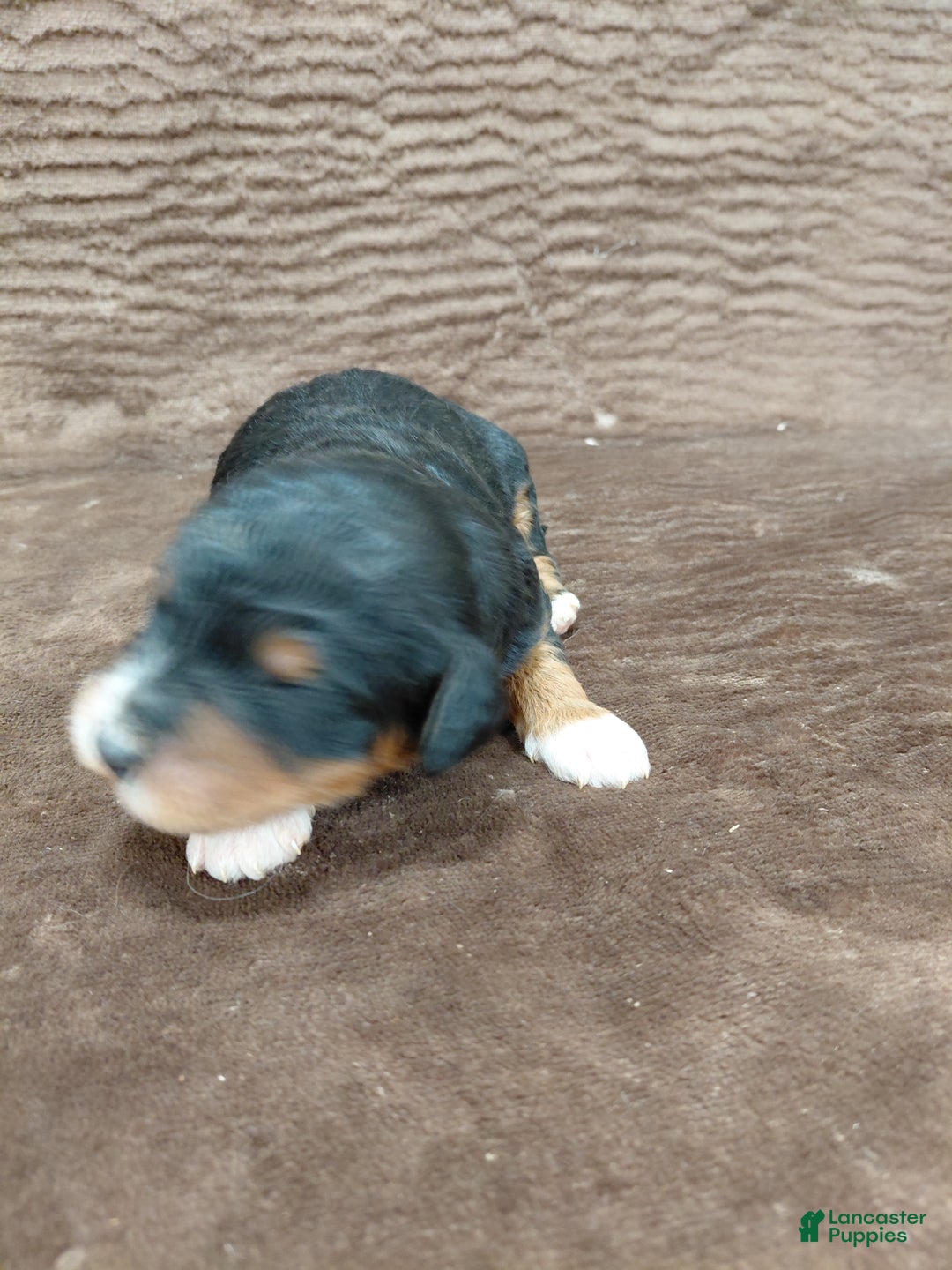 Bernedoodle dogs for sale: Bandit - Ad 5