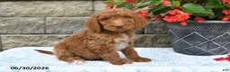 Goldendoodle dogs for sale: Milo - Ad 3