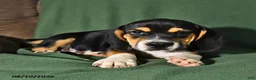 Beabull dogs for sale: Rover - Ad 4