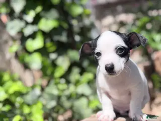 Chihuahua dogs Chihuahua Puppy 3 - Ad 2