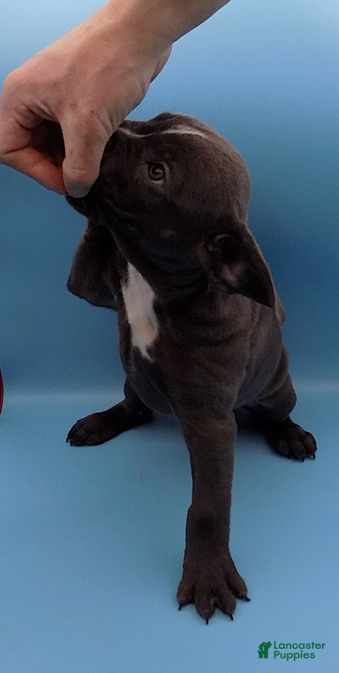 Mixed Breed dogs for sale: Lucille - Ad 3