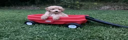 Mini Goldendoodle dogs for sale: Rex - Ad 7