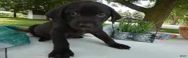Sheprador 5 Rolly