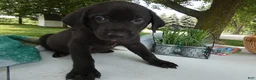 Sheprador dogs for sale: Sheprador 5 Rolly - Ad 1