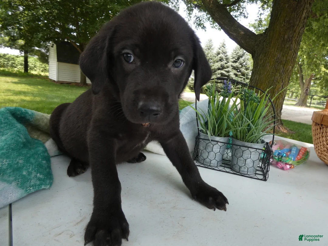 Sheprador dogs for sale: Sheprador 5 Rolly - Ad 1