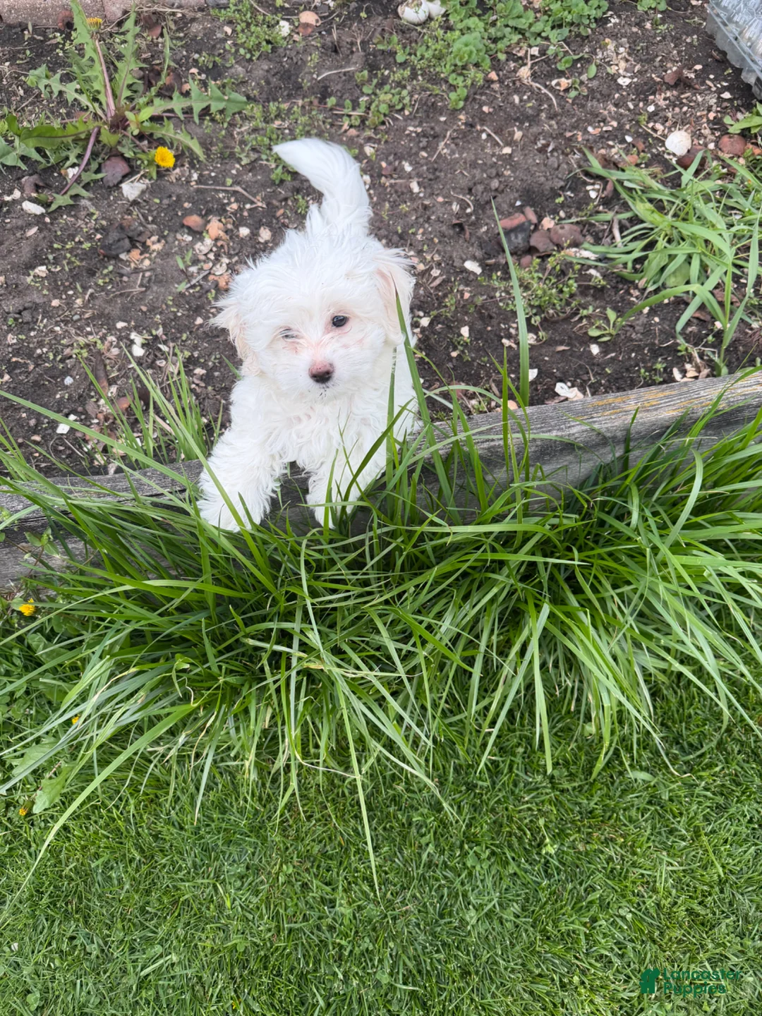 Maltipoo dogs for sale: Maltipoo Puppy 1 - Ad 2