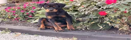 Rottweiler dogs for sale: Maple  - Ad 3