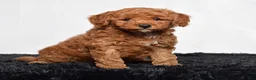 Mini Goldendoodle dogs for sale: Richie - Ad 3