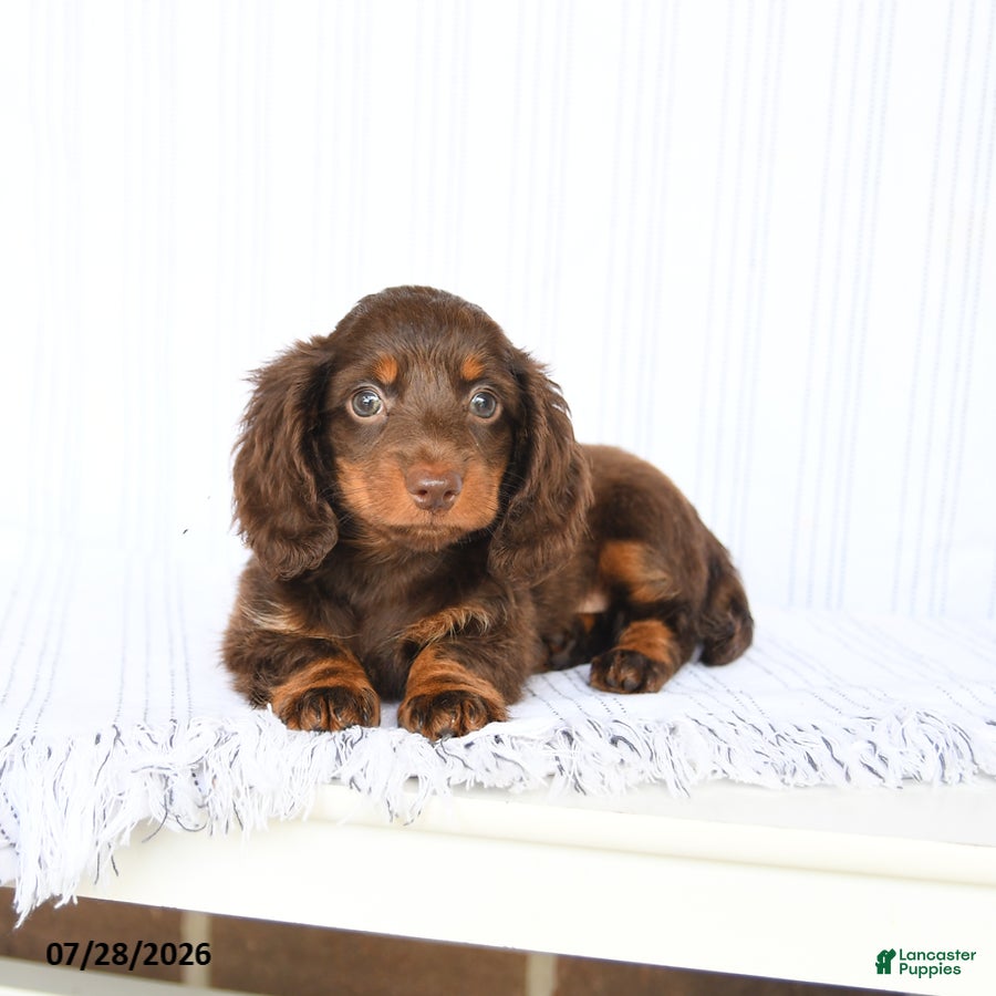 Miniature Dachshund dogs Blaine - Ad 2