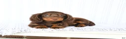 Miniature Dachshund dogs for sale: Blaine - Ad 2