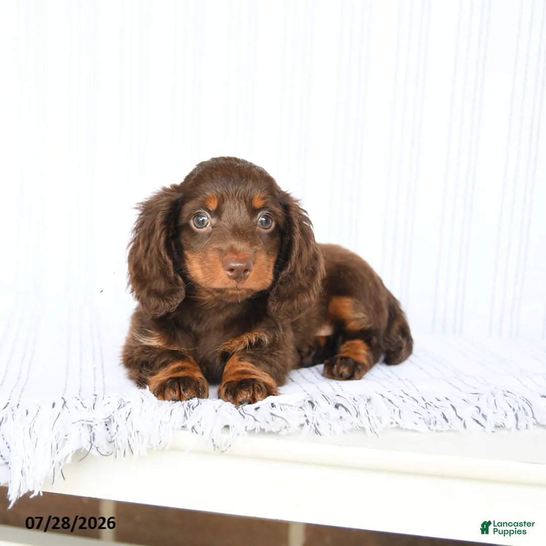 Miniature Dachshund dogs for sale: Blaine - Ad 2