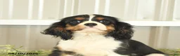 Cavalier King Charles Spaniel dogs for sale: Kami - Ad 5