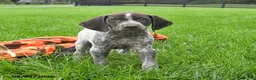 German Shorthaired Pointer dogs for sale: Syclone - Ad 4