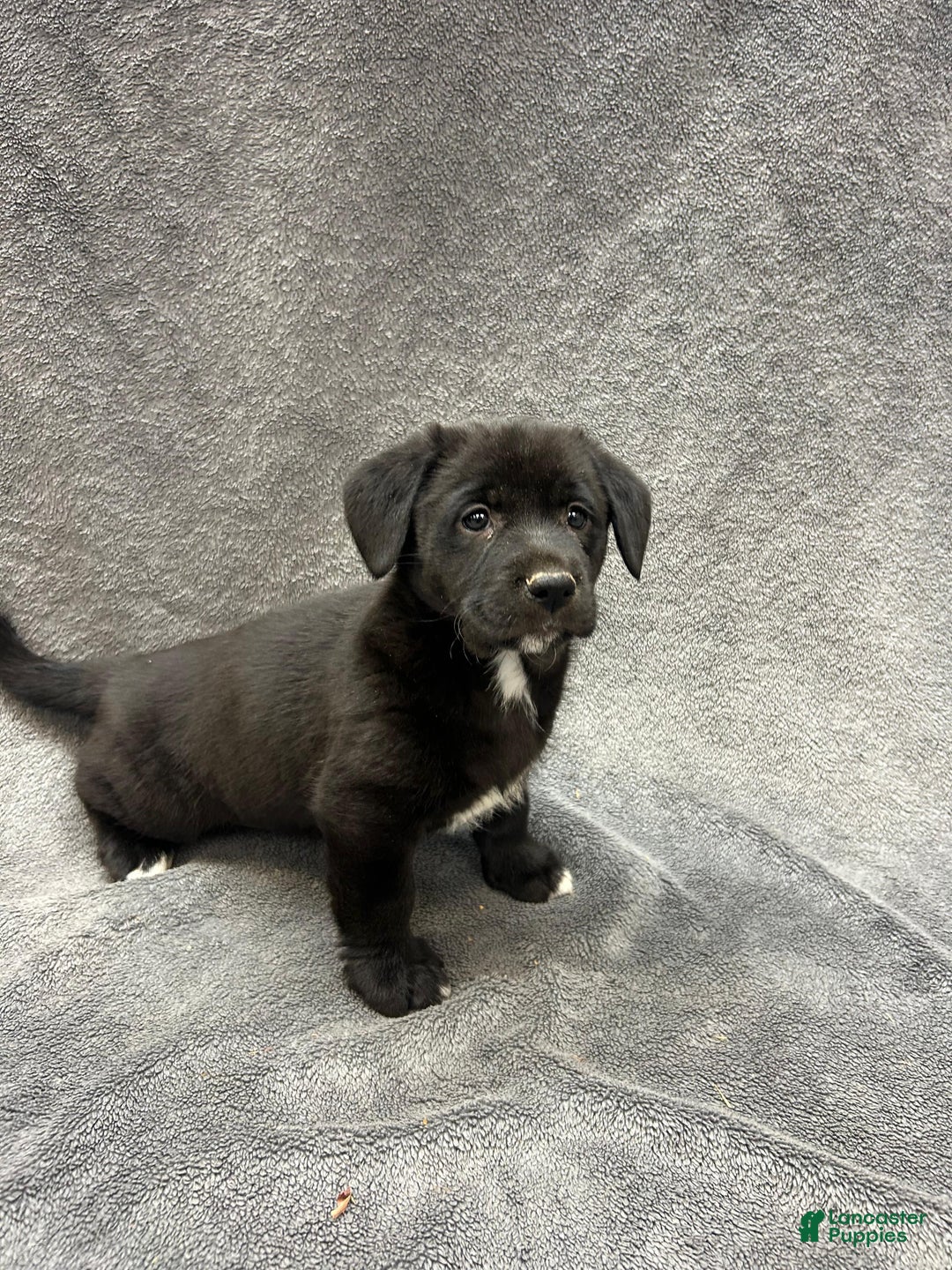 Mixed Breed dogs for sale: Mixed Breed Puppy 1 - Ad 1